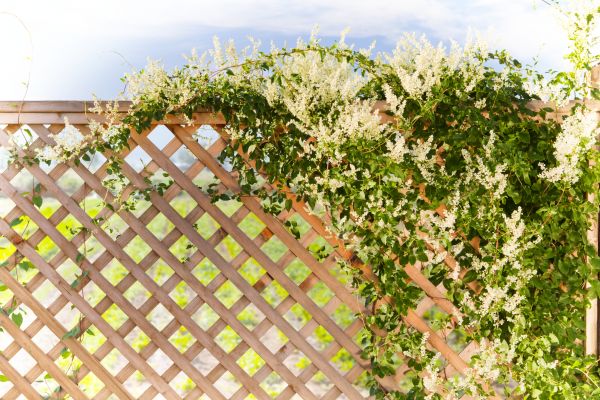 Cost of Lattice Repair in Mill Valley