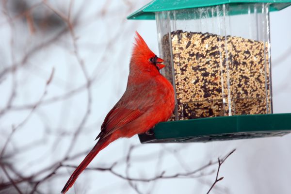 Cost of Bird Feeder Hanging in Mill Valley